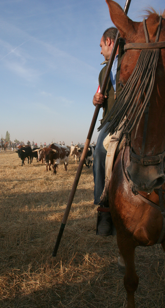 caballos y toros Medina del Campo (5)