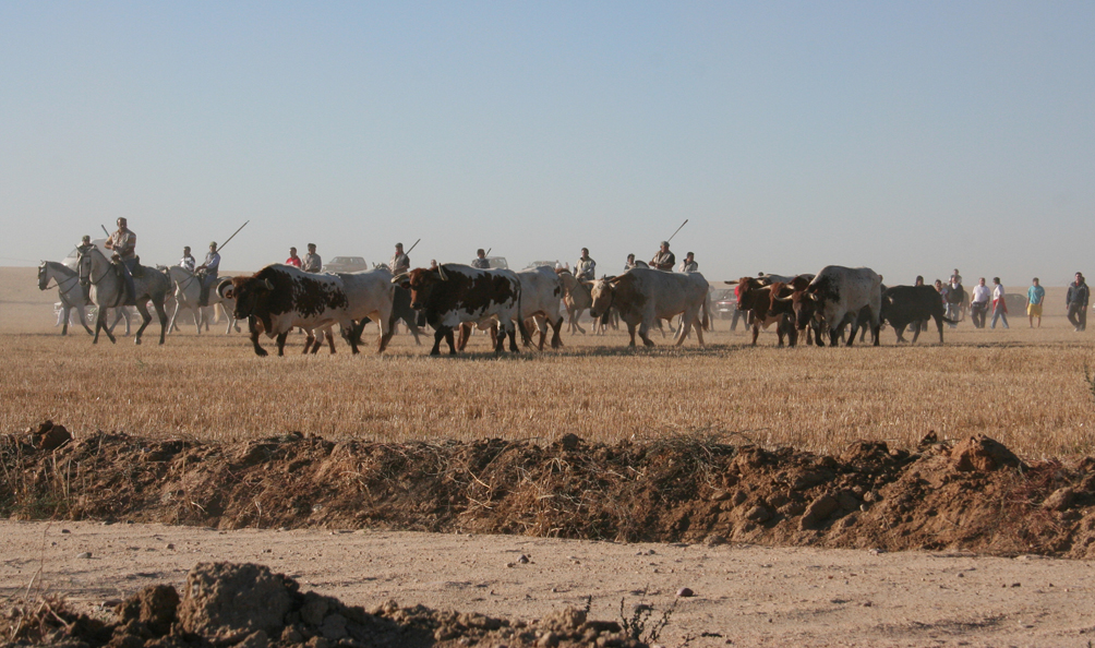 caballos y toros Medina del Campo (7)