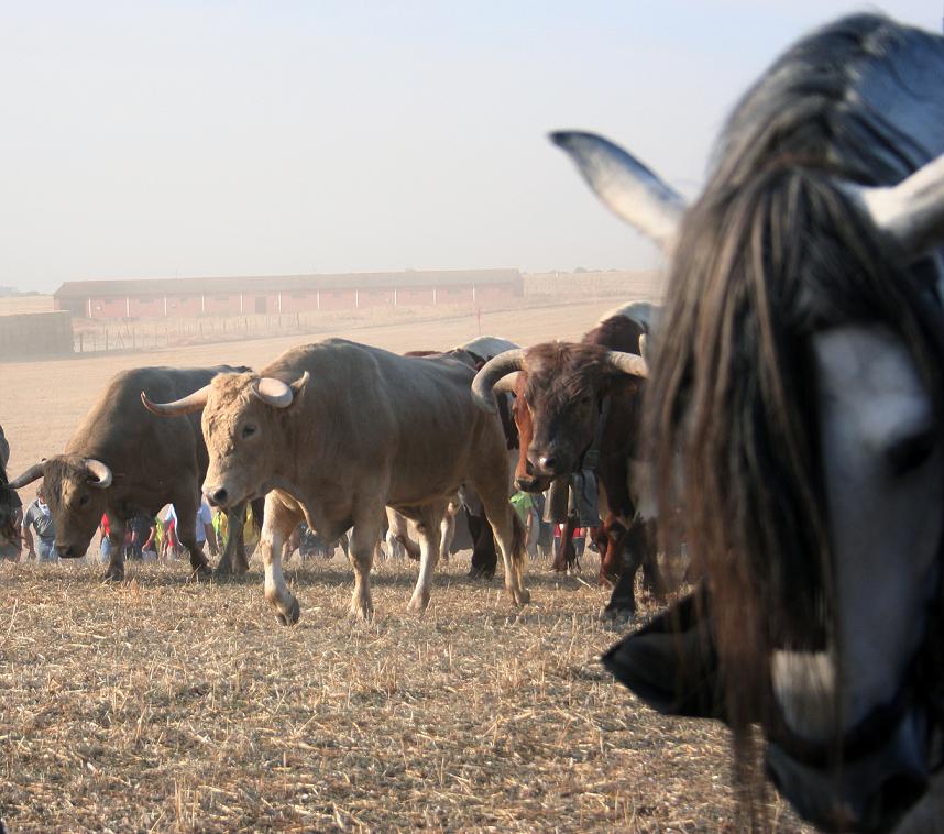 encierros en Medina del Campo (3)