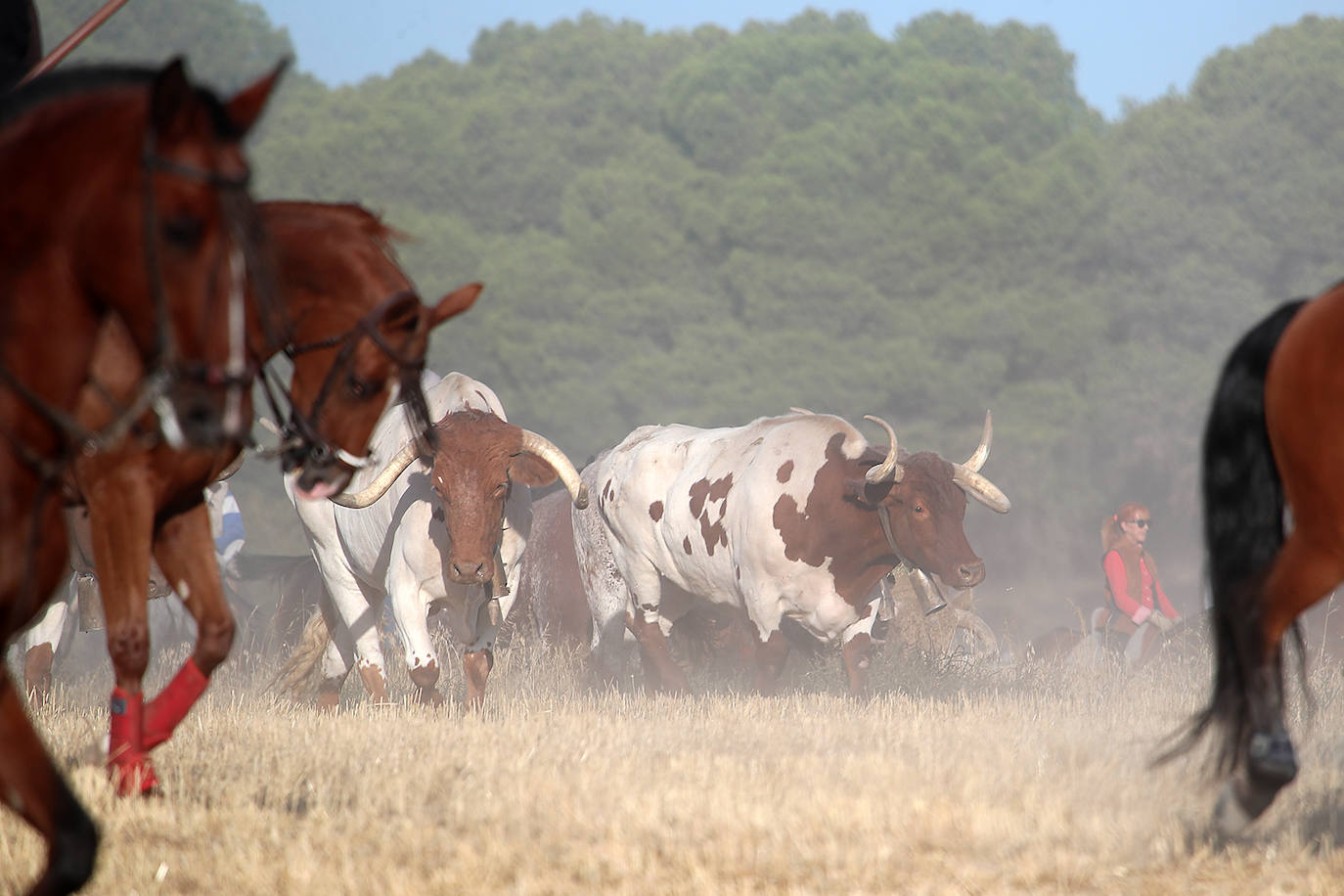 encierros medina del campo (2)