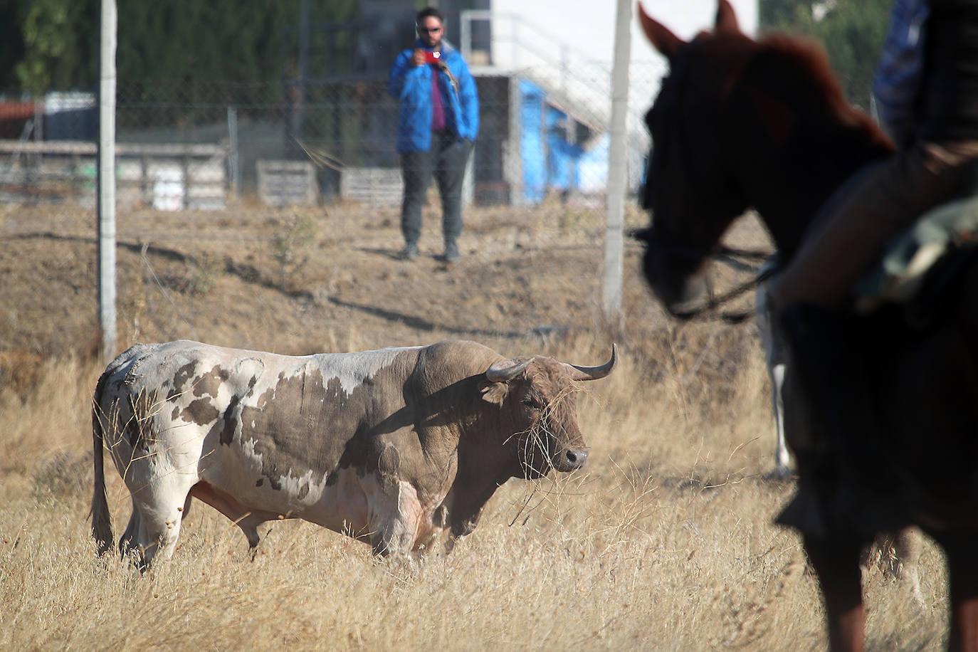 encierros medina del campo (3)